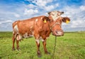 Cow grazing on the background of bright green field. Funny cow on cow farm. Young red and white spotted calf staring at the camera Royalty Free Stock Photo