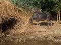 Cow grazing on the banks of the River Nile, Egypt