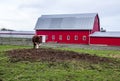 Cow grazing by big red barn on a farm.