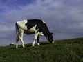 Cow grazing, black and white dairy cattle, Holstein cattle, on the meadow one of Spain Royalty Free Stock Photo