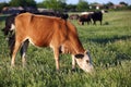 Cow grazing