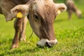 Cow are grazing. Cattle pasture in a grass field. Royalty Free Stock Photo