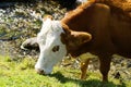 a cow grazing by a cold clean brook in the Alps of the Schladming-Dachstein region (Austria) Royalty Free Stock Photo