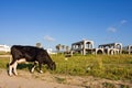 Cow grazing on construction site Royalty Free Stock Photo