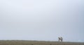 Cow grazing at dawn in heavy foggy morning Royalty Free Stock Photo