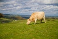 Cow grazing in English countryside Royalty Free Stock Photo