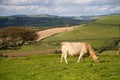 Cow grazing in English countryside Royalty Free Stock Photo