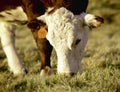 Cow grazing in field