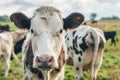 Cow grazing on field, eating green grass on pasture Royalty Free Stock Photo