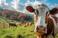 Cow grazing on field, eating green grass on pasture Royalty Free Stock Photo