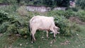 Cow grazing at field Indian