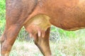 A cow grazing in the field Royalty Free Stock Photo