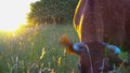 Cow grazing in field. Milk cow eating grass. Rural sunset with cow close up slow motion. Brown cow at summer green field.