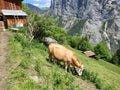 Cow grazing on field in mountain village above Lauterbrunnen valley. Royalty Free Stock Photo