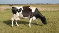 A black and white cow drives away gadflies with its horn.