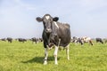 Cow grazing in a field, standing in a pasture under a blue sky and a horizon over land Royalty Free Stock Photo