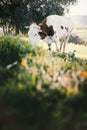 Cow grazing on a fresh grass. Landscape with grass field, olive trees, animal and beautiful sunset. Moroccan nature Royalty Free Stock Photo