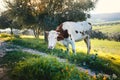 Cow grazing on a fresh grass. Landscape with grass field, olive trees, animal and beautiful sunset. Moroccan nature Royalty Free Stock Photo