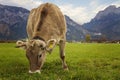 Cow grazing on fresh green meadow, in front of Neuschwanstein Castle, Fussen, Germany Royalty Free Stock Photo