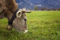 Cow grazing on fresh green meadow, in front of Neuschwanstein Castle, Fussen, Germany Royalty Free Stock Photo