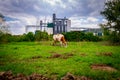 Cow is grazing grass on meadow, in background stands few big grain silos in industrial landscape