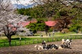 Cow grazing in green field with beauty full bloom sakura flowers in Koiwai Farm Royalty Free Stock Photo