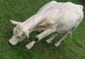 Cow grazing on a green field Royalty Free Stock Photo