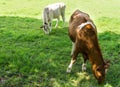 Cow grazing on a green field Royalty Free Stock Photo