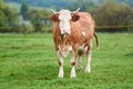 Cow grazing on a green field Royalty Free Stock Photo