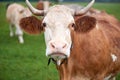 Cow grazing on a green field Royalty Free Stock Photo