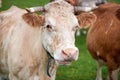 Cow grazing on a green field Royalty Free Stock Photo