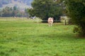 Cow grazing on a green field Royalty Free Stock Photo