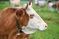 Cow grazing on a green field Royalty Free Stock Photo