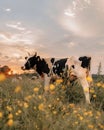 Cow grazing in green field sunset time Royalty Free Stock Photo