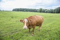 Cow grazing at the green fresh meadow in Usedom Royalty Free Stock Photo