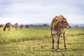 Cow grazing green grass in countryside field farmland under blue sky along Australia Great Ocean Road Royalty Free Stock Photo