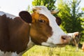 A cow grazing on a green meadow on a clear summer sunny day Royalty Free Stock Photo