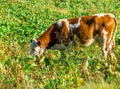 Cow grazing on a green meadow in the mountains of Romania. Cow eating grass Royalty Free Stock Photo