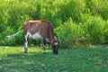 Cow grazing on a green meadow Royalty Free Stock Photo