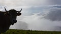 Cow grazing in green mountains with fog, Basque Country