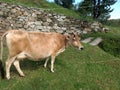 A cow is grazing in green park in Lohaghat, Uttrakhand / India Royalty Free Stock Photo