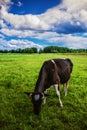 Cow grazing on a green pasture