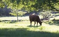 Cow grazing in a green pasture Royalty Free Stock Photo