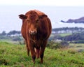 Cow grazing at Hana coast Royalty Free Stock Photo