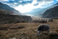 Tilicho Base Camp - A cow grazing on Himalayan lace Royalty Free Stock Photo