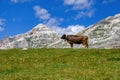 Cow grazing in an idyllic landscape in Italy, Trentino