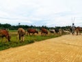 Cow grazing in India