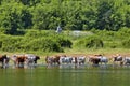 Cow grazing at lake Royalty Free Stock Photo