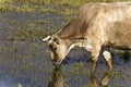 Cow grazing at lake Kerkini in Greece Royalty Free Stock Photo