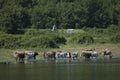 Cow grazing at lake Kerkini Royalty Free Stock Photo